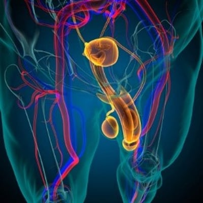 Imagem da circula&ccedil;&atilde;o sangu&iacute;nea na zona genital