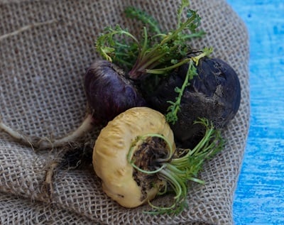 Schwarze, rote und wei&szlig;e peruanische Maca mit nat&uuml;rlicher Wurzel