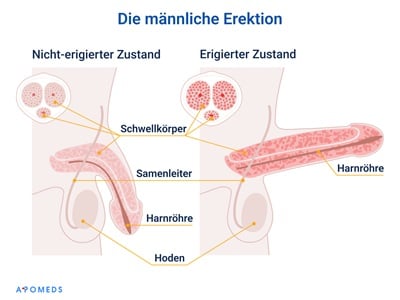 Anatomie der m&auml;nnlichen Erektion